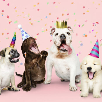 Group of puppies celebrating a new year