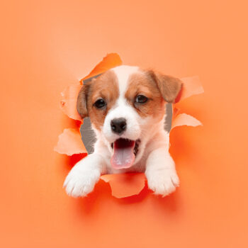 Cute and little doggy posing cheerful isolated on studio background